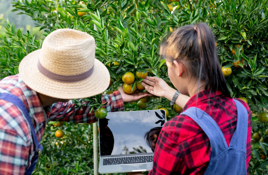 Farms for Rent Near Me: A Complete Guide to Finding the Right Farm